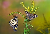 INS 01 TK0023 01
Common Buckeye Butterfly And Monarch Butterfly On Goldenrod
