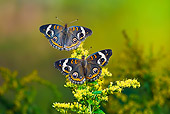 INS 01 TK0024 01
Two Common Buckeye Butterflies On Goldenrod