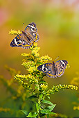 INS 01 TK0025 01
Two Common Buckeye Butterflies On Goldenrod