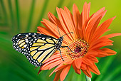 INS 01 TK0026 01
Monarch Butterfly On Orange Gerbera Daisy