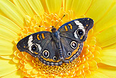 INS 01 TK0027 01
Common Buckeye Butterfly On Yellow Flower