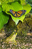 INS 01 TK0028 01
Monarch Butterfly On Leaf By Green Frog Watching In Water