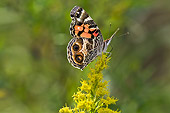 INS 01 TK0029 01
American Painted Lady Feeding On Goldenrod Nectar