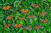 INS 01 TK0030 01
Monarch Butterflies With Single Viceroy Perched In Patio Vines