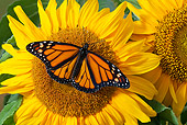INS 01 TK0031 01
Monarch Butterfly Perched On Sunflower In Summer