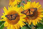 INS 01 TK0032 01
Monarch And Viceroy Butterflies Perched On Sunflowers In Summer