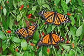 INS 01 TK0033 01
Monarch And Viceroy Butterflies Basking On Candy Corn Vines In Summer