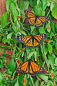 INS 01 TK0034 01
Monarch And Viceroy Butterflies Basking On Candy Corn Vines In Summer