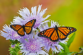 INS 01 TK0035 01
Monarch And Viceroy Butterflies Perched On Stoke's Aster Flowers In Summer