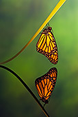 INS 01 TK0036 01
Monarch Butterfly Perched On Leaf By Reflection