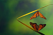 INS 01 TK0037 01
Monarch Butterfly Perched On Leaf By Reflection