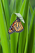 INS 01 TK0038 01
Monarch Butterfly Perched On Blue Flag Iris In Summer