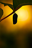 INS 01 TK0039 01
Monarch Butterfly Chrysalis At Sunrise