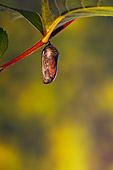 INS 01 TK0040 01
Translucent Monarch Chrysalis Before Emergence Of Butterfly