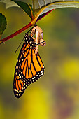 INS 01 TK0041 01
Monarch Butterfly Drying Wings After Emerging From Chrysalis
