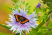 INS 01 TK0042 01
Milbert's Tortoiseshell Butterfly Perched On Stoke's Aster Flower In Summer