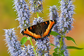 INS 01 TK0043 01
Milbert's Tortoiseshell Butterfly Perched On Stoke's Aster Flower In Summer
