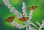 INS 01 TK0044 01
Viceroy Butterflies Perched On Lamb's Ear Flowers In Summer