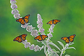 INS 01 TK0045 01
Viceroy Butterflies Perched On Lamb's Ear Flowers In Summer