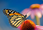 INS 01 TL0008 01
Monarch Butterfly Resting On Purple Flower