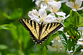 INS 01 TL0010 01
Western Tiger Swallowtail Nectaring On Mock-Orange