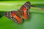 INS 01 WF0001 01
Brown Peacock Butterfly Sitting On Leaf