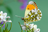 INS 01 WF0005 01
Orange Tip Butterfly Male Sitting On White Flower