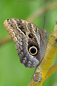 INS 01 WF0006 01
Owl Butterfly Resting On Plant