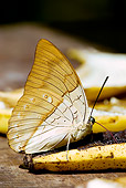 INS 01 WF0007 01
White-Spotted Prepona Feeding On Banana