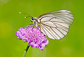 INS 01 WF0010 01
Black-Veined White Butterfly Sitting On Pink Flower