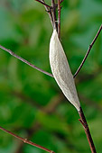 INS 01 WF0014 01
Portrait Of Six-Spot Burnet Cocoon On Twig