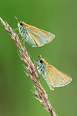 INS 01 WF0015 01
Two Small Skipper Butterflies On Grass