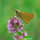 INS 01 WF0016 01
Large Skipper Butterfly Covered In Dew On Pink Flower