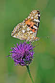 INS 01 WF0017 01
Painted Lady Butterfly Feeding On Purple Daisy