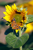 INS 01 WF0018 01
Painted Lady Butterfly Feeding On Sunflower