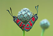 INS 01 WF0019 01
Burnet Moths Mating On Flower Bud
