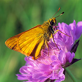 INS 01 WF0020 01
Small Skipper Butterfly Sitting On Pink Flower