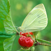 INS 01 WF0021 01
Small White Cabbage Butterfly Sitting On Red Berries