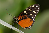 INS 01 WF0022 01
Tiger Heliconian Butterfly Standing On Leaf
