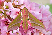INS 01 WF0023 01
Elephant Hawkmoth Perched On Pink Flowers