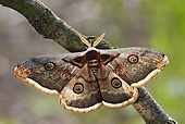 INS 01 WF0024 01
Giant Peacock Moth Male Resting On Twig