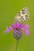 INS 01 WF0026 01
Marbled White Butterfly Perched On Pink Flower