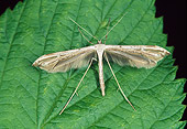 INS 01 WF0028 01
Plume Moth Standing On Green Leaf