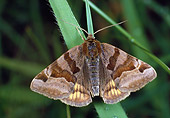 INS 01 WF0029 01
Burnet Companion Moth Perched On Plant