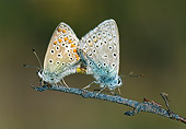 INS 01 WF0030 01
Two Silver-Studded Blue Butterflies Mating On Twig