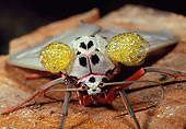 INS 01 WF0031 01
Close-Up Of Tropical Tiger Moth On Rock Borneo