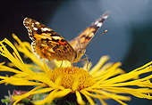 INS 01 WF0032 01
Painted Lady Butterfly Perched On Yellow Flower