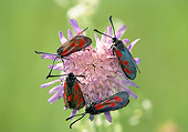 INS 01 WF0033 01
Four Six-Spot Burnets Crawling On Pink Flower