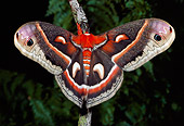 INS 01 LS0001 01
Cecropia Moth Sitting On Twig