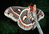 INS 01 LS0002 01
Cecropia Moth Laying Eggs On Twig